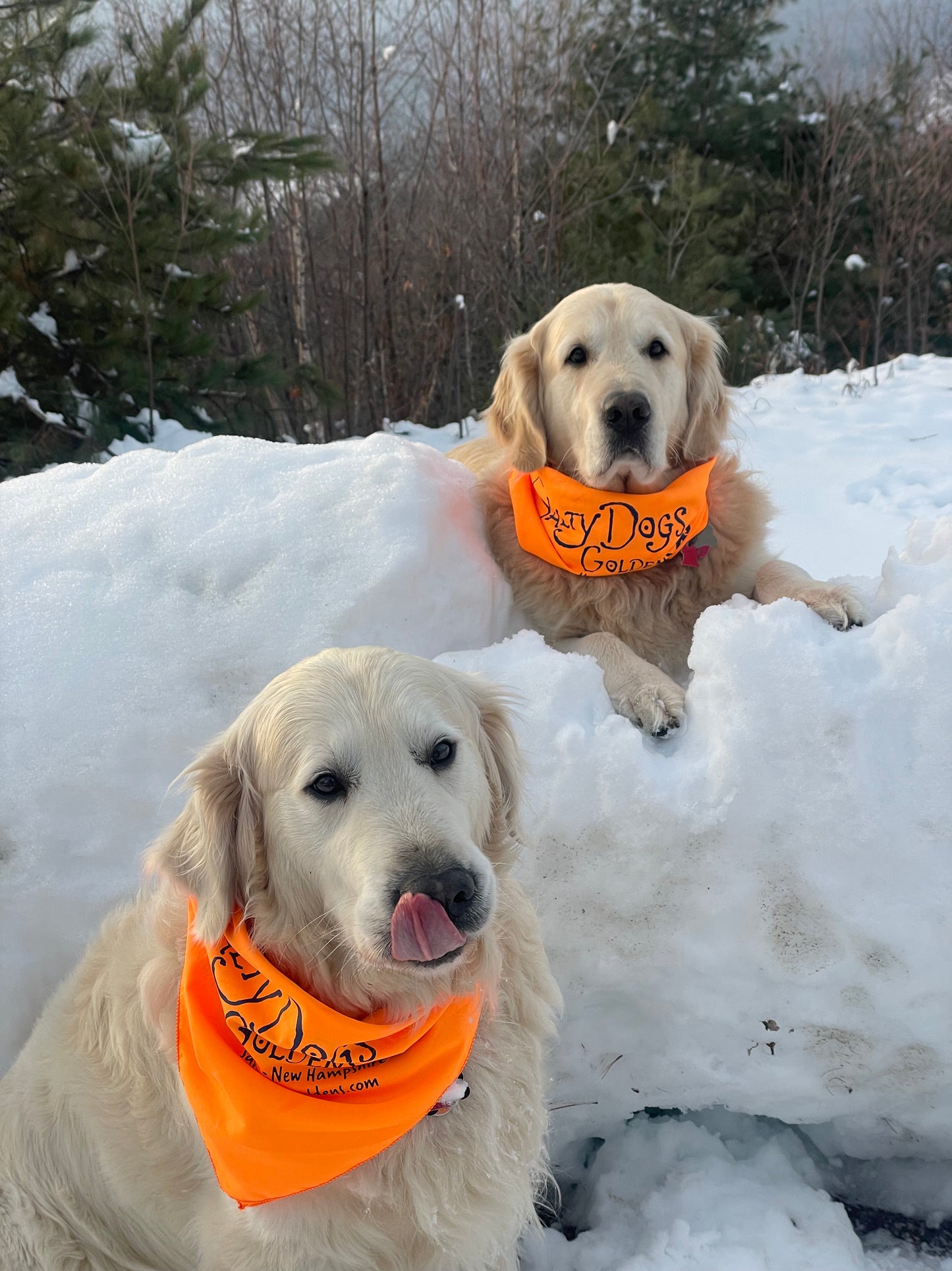 Salty Dogs Bandana